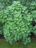 Click image for larger version. 

Name:	dafd029685ffb64f1ce7a730cc58e213--marijuana-plants-medical-marijuana.jpg 
Views:	111 
Size:	94.9 KB 
ID:	50576