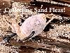Click image for larger version. 

Name:	Cover-Sand Fleas.jpg 
Views:	113 
Size:	105.9 KB 
ID:	52316