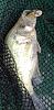 Click image for larger version. 

Name:	Tellico Crappie.jpg 
Views:	139 
Size:	90.5 KB 
ID:	52597