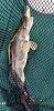 Click image for larger version. 

Name:	Tellico Sauger 1.jpg 
Views:	110 
Size:	92.9 KB 
ID:	52598