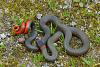 Click image for larger version. 

Name:	ring necked snake.jpg 
Views:	272 
Size:	76.9 KB 
ID:	52652