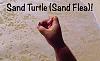 Click image for larger version. 

Name:	Sand Flea-Cover.jpg 
Views:	50 
Size:	20.1 KB 
ID:	53798