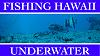 Click image for larger version. 

Name:	Cover- Fishing Hawaii Underwater copy.jpg 
Views:	14 
Size:	102.2 KB 
ID:	54259