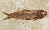 Click image for larger version. 

Name:	Prehistoric Trout.jpg 
Views:	109 
Size:	98.0 KB 
ID:	53089
