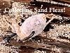 Click image for larger version. 

Name:	Cover-Sand Fleas.jpg 
Views:	111 
Size:	105.9 KB 
ID:	52316