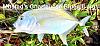 Click image for larger version. 

Name:	Cover-Charteusse Bluegill.jpg 
Views:	34 
Size:	114.0 KB 
ID:	54009