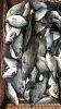 Click image for larger version. 

Name:	clear lake crappie.jpg 
Views:	190 
Size:	103.3 KB 
ID:	51021