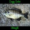 IMG Legglake Bluegill