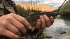 Brown trout caught lower Owens river