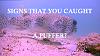 Click image for larger version. 

Name:	Cover Puffer.jpg 
Views:	101 
Size:	21.1 KB 
ID:	52181