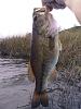 Click image for larger version. 

Name:	Skinner Bass #1.jpg 
Views:	178 
Size:	80.5 KB 
ID:	39722