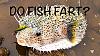 Click image for larger version. 

Name:	Do-Fish Fart-Pic.jpg 
Views:	43 
Size:	109.0 KB 
ID:	53778