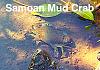 Click image for larger version. 

Name:	Samoan Crab Sunning Itself.jpg 
Views:	54 
Size:	21.3 KB 
ID:	54017