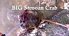 Click image for larger version. 

Name:	Samoan Crab.jpg 
Views:	137 
Size:	21.5 KB 
ID:	52475