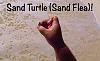 Click image for larger version. 

Name:	Sand Flea-Cover.jpg 
Views:	48 
Size:	20.1 KB 
ID:	53798