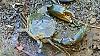 Click image for larger version. 

Name:	Samoan Crab.jpg 
Views:	83 
Size:	23.4 KB 
ID:	52478