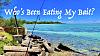 Click image for larger version. 

Name:	Who's Been Eating My Bait.jpg 
Views:	113 
Size:	106.3 KB 
ID:	53075