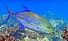 Click image for larger version. 

Name:	Blue Trevally.jpg 
Views:	37 
Size:	57.1 KB 
ID:	53924
