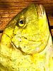 Click image for larger version. 

Name:	Golden Trevally.jpg 
Views:	42 
Size:	98.6 KB 
ID:	53916