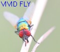 VIVID_FLY's Avatar