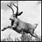 Jackalope's Avatar